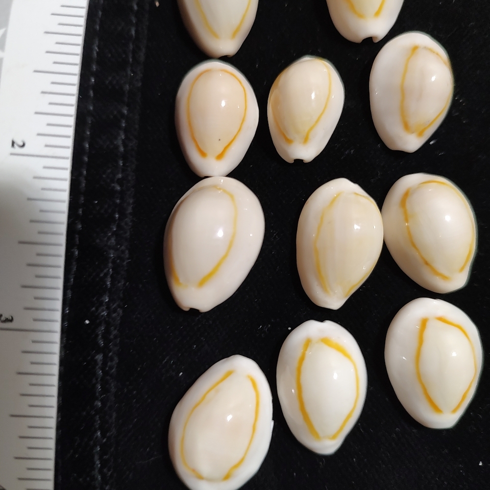Cowrie sea shells from SE Florida